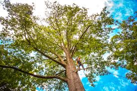 Best Emergency Tree Removal  in Midwest City, OK