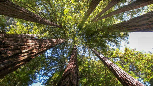 Best Tree Cabling and Bracing  in Midwest City, OK