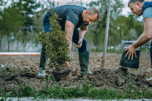 Best Artificial Turf Installation  in Midwest City, OK
