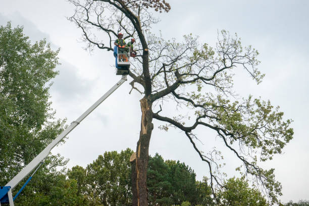 Best Utility Line Clearance  in Midwest City, OK