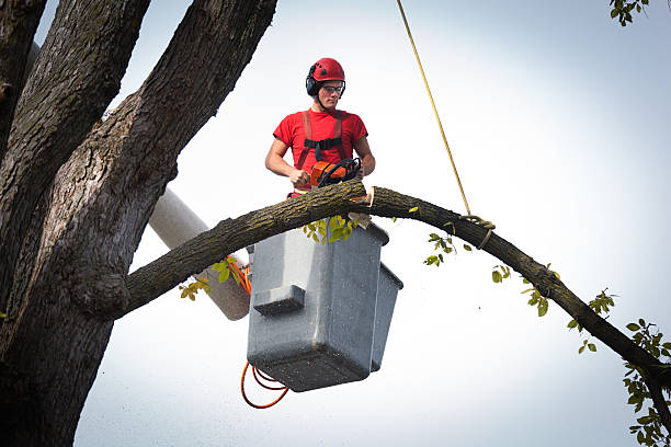 Best Tree Trimming and Pruning  in Midwest City, OK