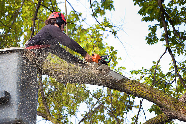 Best Firewood Processing and Delivery  in Midwest City, OK