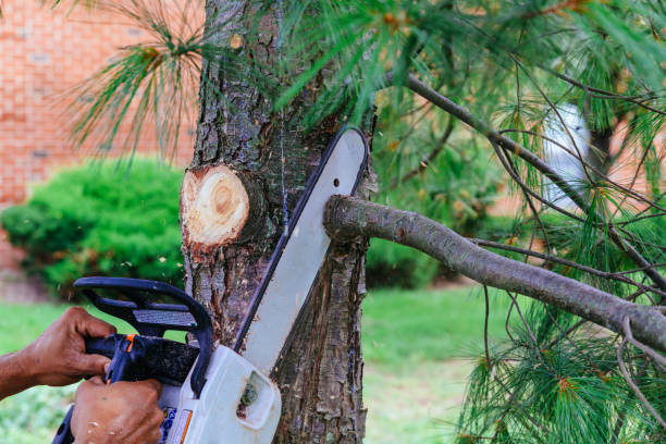 Best Tree Maintenance Programs  in Midwest City, OK